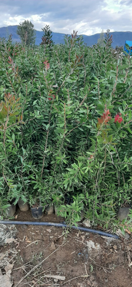Callistemon laevis